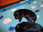 Darcy / Justy pups 26 juni 2011